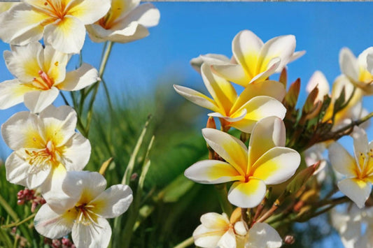 2 Blazing Sun Hawaii Plumeria Cuttings | Plumeria rubra | 10–12 Inch Frangipani Cuttings | Tropical Flower Plant | Free Shipping