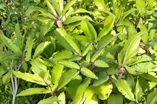 Leaf of Life Live Plant Bare Root | Kalanchoe pinnata | Miracle Leaf Succulent Starter | Air Plant | Medicinal Herb Plant