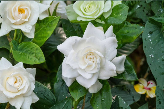 Veitchii Everblooming Gardenia Live Plant | Cape Jasmine | 1 Qt Pot | Fragrant White Flowering Evergreen Shrub
