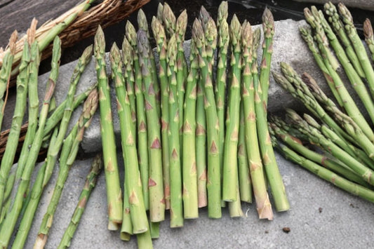 10 Jersey Giant Asparagus Crowns | 2 Year Bare Root Plants | Asparagus officinalis | Hardy Perennial Vegetable | Garden Starter