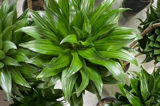Janet Craig Compacta Live Plant | Dracaena Compacta Houseplant | Pineapple Dracaena | Indoor Tropical Plant | Buy 2 Get 1 Free