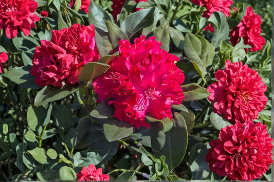 Holden Red Rhododendron Live Starter Plant | L7 Pot | Red Flowering Evergreen Shrub | Hardy Landscape Azalea Relative