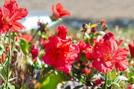 Red Ruffle Azalea Live Plant | Rutherford Hybrid | 1 Qt Pot | Evergreen Red Flowering Shrub | Hardy Landscape Azalea