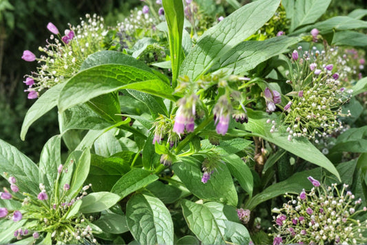 3 Russian Comfrey Root Cuttings | Bocking 4 Cultivar | Live Root Cuttings | Symphytum × uplandicum | Hardy Perennial Herb