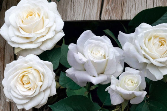 Pope John Paul II Hybrid Tea Rose Live Plant | White Rose Starter 4–6 Inch | Fragrant Rose Bush | Bare Root No Pot