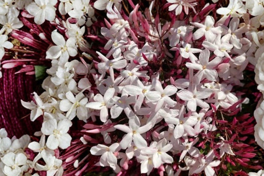 Organic Pink Jasmine Polyanthum Cuttings | Jasminum polyanthum | Live Unrooted Jasmine Cuttings | Fragrant Climbing Vine