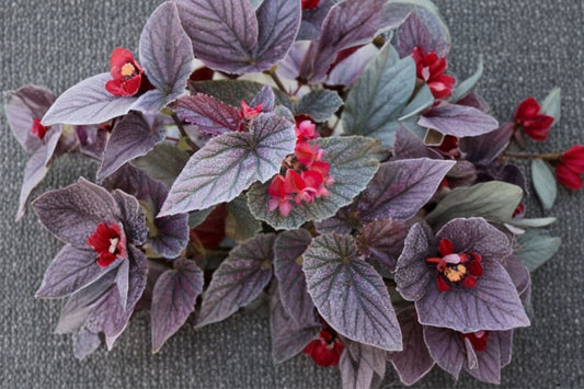 Angel Wing Begonia 'Miss Mummy' Live Plant | Rooted Starter Houseplant | Cane Begonia | Tropical Indoor Plant | Pink Flower Begonia