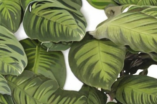 Calathea Misto Live Plant | 4 Inch Pot | Prayer Plant | Tropical Houseplant | Indoor Foliage Plant | Home & Office Décor