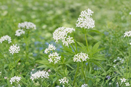 Sweet Woodruff Live Starter Plant | Galium odoratum | Shade Ground Cover | Fragrant Perennial Herb | FREE Shipping
