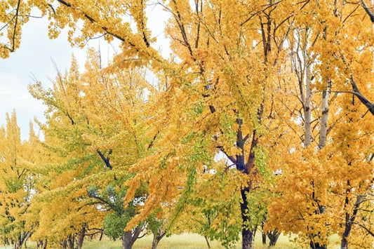 3 Ginkgo Biloba Bare Root Trees | 12–24 Inch Live Ginkgo Trees | Maidenhair Tree | Hardy Shade Tree | Ginkgo biloba