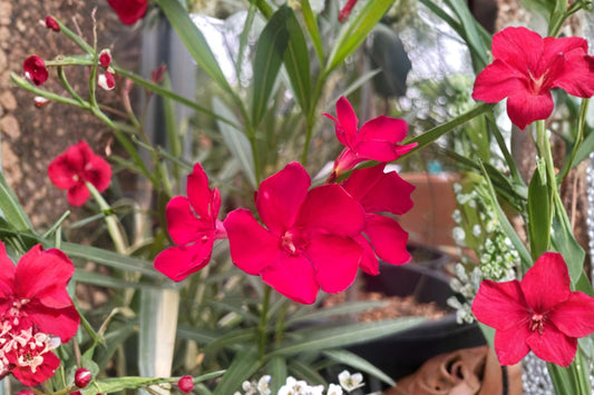 7 Red Oleander Live Cuttings | Nerium oleander | 6 Inch Unrooted Flowering Shrub Cuttings | Tropical Garden Plant