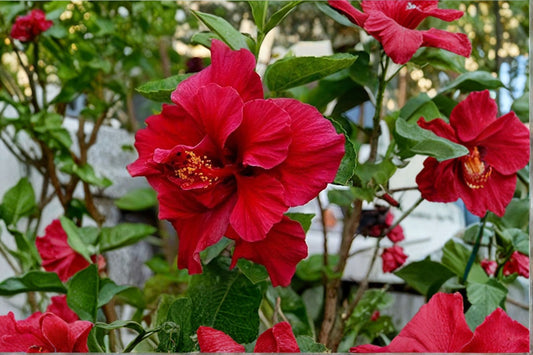 Double Red Tropical Hibiscus Live Plant | 10–14 Inch Hibiscus Bush | Double Red Flower Shrub | Tropical Garden Plant