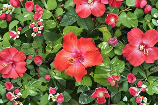 Double Red Tropical Hibiscus Live Plant | 10–14 Inch Flowering Shrub | Hibiscus rosa-sinensis | Patio & Garden Plant