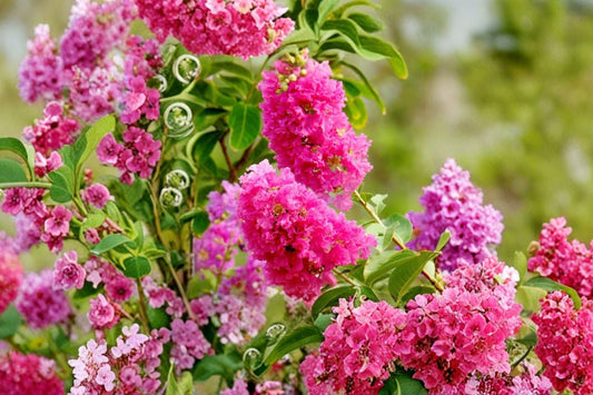 7 Pink Crape Myrtle Live Cuttings | Lagerstroemia indica | Organic Unrooted Tree Clippings | Flowering Tree Propagation