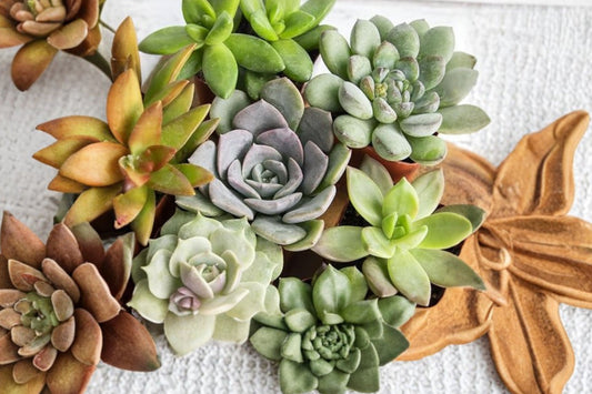 2 Rare Succulent Plants | Live Cactus & Succulent Houseplants | Easy Care Indoor Plants | Home & Office Décor | Gift for Plant Lovers
