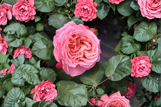 Reminiscent Coral Rose Live Plant | Rosa Shrub | 4.5 Inch Quart Pot | Coral Pink Repeat Blooming Rose | Fragrant Garden Plant