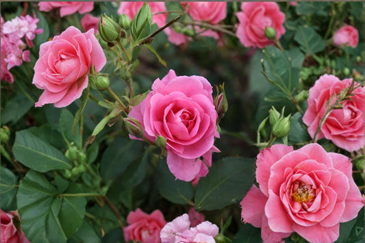 Showcase Heirloom Pink Rose Bush Live Plant | Bare Root 12 Inch Rose | Fragrant Pink Rose | Hardy Garden Shrub | Repeat Blooms