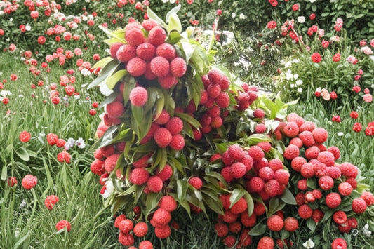 Lychee Tree Seedling Live Plant | 1–2 Ft Tall | Litchi chinensis | Exotic Tropical Fruit Tree | Free Shipping