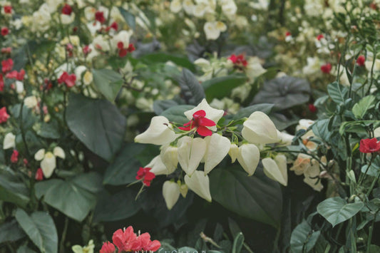 White Bleeding Heart Live Plant | Clerodendrum thomsoniae White | 6–8 Inch Tropical Flowering Vine | Rare Houseplant