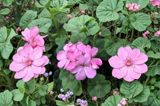 Bubblegum Pink Zonal Geranium Cuttings | 4 Live 8 Inch Pelargonium Cuttings | Fresh Unrooted Geranium | Pink Flower Plant
