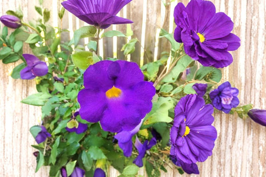 Purple King's Mantle Live Plant | Thunbergia erecta | Tropical Flowering Shrub | Vivid Purple Trumpet Flowers | Starter Plant