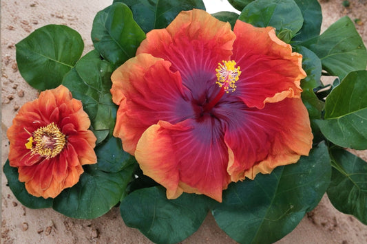 High Definition Cajun Hibiscus Live Plant | Tropical Hibiscus Starter | Exotic Colorful Flowering Shrub | Hibiscus rosa-sinensis