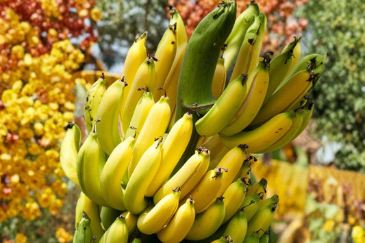 10 Dwarf Cavendish Banana Seeds | Musa Dwarf Banana Plant Seeds | Tropical Fruit Plant | Tiny Bonsai Banana | Indoor Garden Seeds