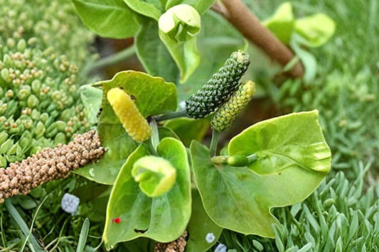 Piper Longum Live Plant | Rare Long Pepper Pipali Pippali | Exotic Tropical Pepper Vine | Ayurvedic Herb Starter Plant