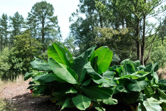 3 Truly Tiny Banana Live Plants | Musa acuminata Starter Plugs | Dwarf Banana Plants | Tropical Houseplant | Patio Container Plant