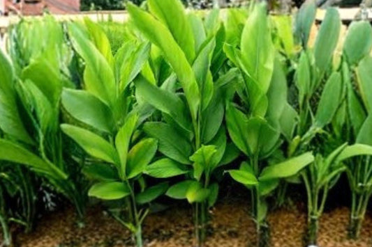 Yellow Turmeric Ginger Live Plant | Curcuma longa | Turmeric Starter Plant | Tropical Culinary Herb | Edible Rhizome | Free Shipping