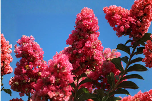 7 Dark Pink Crepe Myrtle Live Cuttings | Lagerstroemia indica | 6 Inch Crape Myrtle Tree Cuttings | Pink Flowering Tree