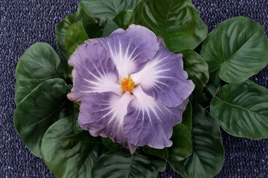 Blackberry Jam Cajun Hibiscus Live Plant | Tropical Hibiscus Starter | Hibiscus rosa-sinensis | Exotic Flowering Shrub