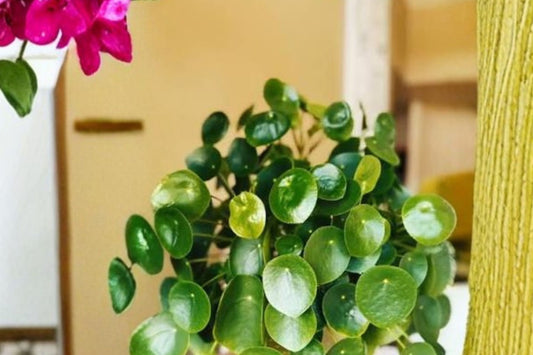 Chinese Money Plant Live Plant | Pilea peperomioides | 2 Inch Pot | Coin Plant Houseplant | Indoor Plant | Home Office Decor