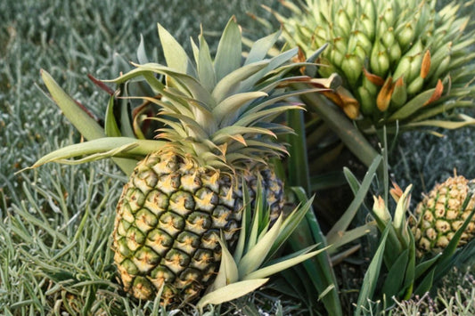 Florida Special Pineapple Live Plant | Ananas comosus Starter Plant | Tropical Fruit Plant | Patio Container Pineapple