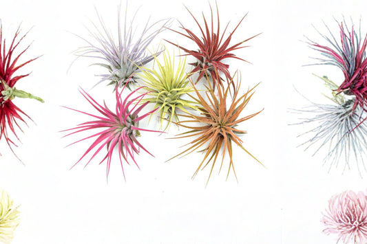Rainbow Air Plant Live Tillandsia | Ionantha Guatemala Colorful Airplant | Tropical Houseplant Gift | No Soil Plant | Free Shippingc