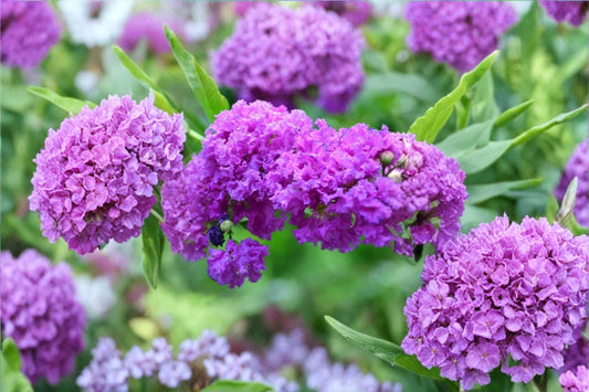 Catawba Purple Crape Myrtle Live Plant | 1 Quart Pot | Lagerstroemia indica | Purple Flowering Tree | Ornamental Shrub
