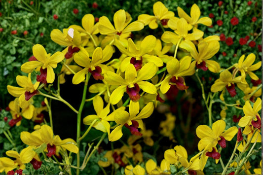 Dendrobium Airy Gold Orchid Live Plant | Blooming Size Orchid | Golden Yellow Dendrobium | Tropical Flowering Houseplant