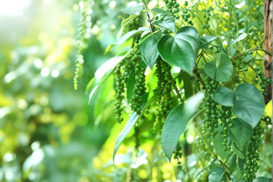 Black Pepper Live Plant | Piper nigrum Starter Plant | Tropical Pepper Vine | Grow Your Own Peppercorns | Culinary Plant | USA Seller