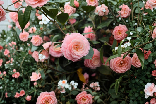 Pink Perfection Camellia Live Plant | Camellia japonica Starter Plant | Double Pink Flowers | Evergreen Flowering Shrub | USA Seller