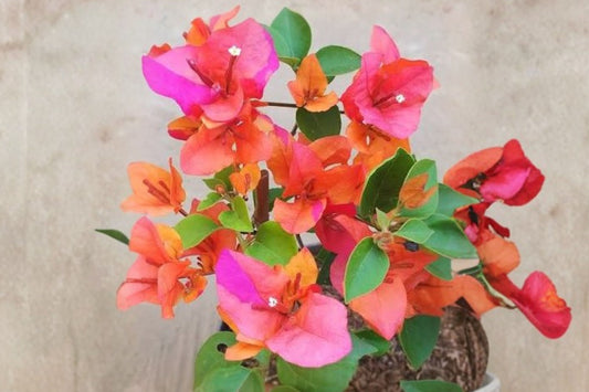 Tang San Chai Bougainvillea Live Plant | Rare Multicolor Bougainvillea | Tropical Flowering Starter Plant | Actual Plant