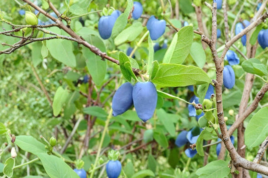 4 Honeyberry Live Plants | Boreal Blizzard, Beauty, Aurora & Tundra | 3 Year Haskap Berry Plants | Lonicera caerulea Fruit Bushes