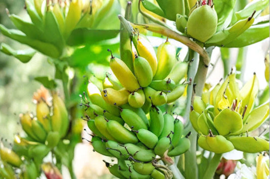 Organic Gran Nain Banana Live Plant | Musa acuminata Starter Plant | Dwarf Cavendish Banana | Tropical Fruit Plant | Free Shipping