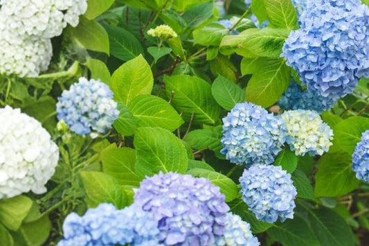 All Summer Beauty Hydrangea Live Plant | 1 Quart Pot | Hydrangea macrophylla | Reblooming Flowering Shrub | Garden Plant