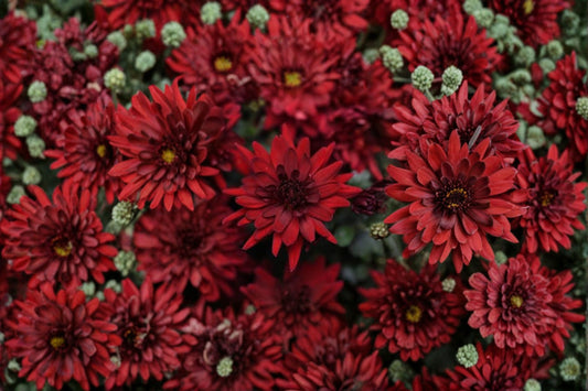 Pobo Red Chrysanthemum Live Plant | Well Rooted Mum Plug | Red Garden Mum | Hardy Fall Flowering Perennial | Autumn Blooms