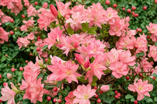 Hampton Beauty Azalea Live Plant | 1 Quart Pot | Bonsai Azalea | Flowering Shrub | Rhododendron Plant | Patio Garden Bonsai