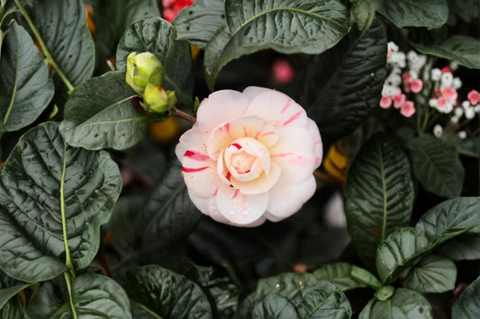 April Dawn Camellia Live Plant | Camellia japonica Starter Plant | 4L Pot | Pink White Flowering Evergreen Shrub | Garden Plant