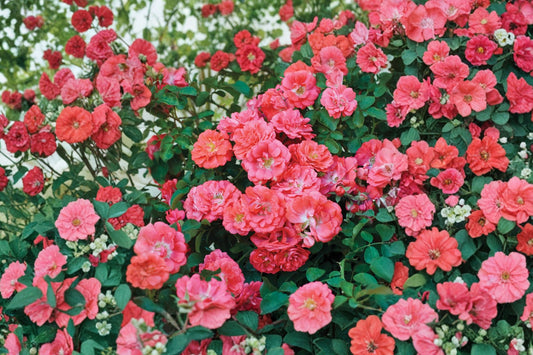 Coral Drift® Rose Live Plant | 1 Quart Pot | Groundcover Rose Bush | Coral Pink Repeat Blooms | Compact Flowering Shrub