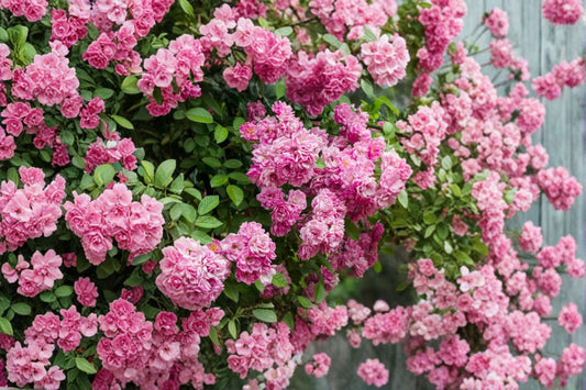 Peggy Martin Climbing Rose Live Plant | 1 Quart Pot | Pink Climbing Rose Bush | Vigorous Flowering Garden Rose | Cottage Garden