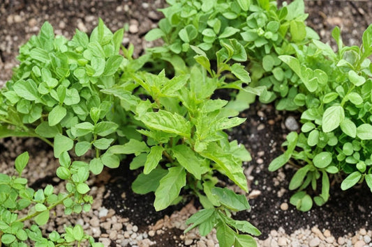 Epazote Live Plant | Dysphania ambrosioides | Mexican Tea Herb | Aromatic Culinary Herb Starter | Traditional Herb Garden Plant