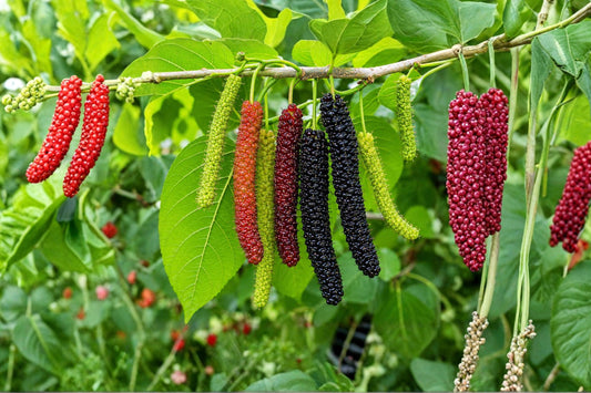 Pakistani Mulberry Live Plant | Rooted Fruit Tree | Long 3 Inch Berries | Fast Growing Mulberry | Edible Fruit Tree | Morus macroura
